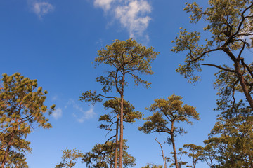 Pine trees in the forest