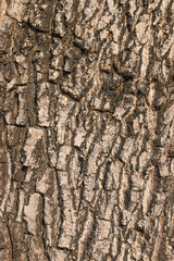 Bark of the Tree blurry on black and white tone