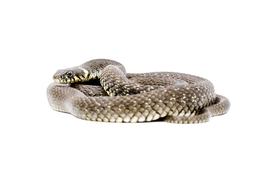 Snake lying isolated on a white background