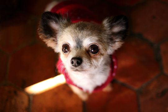 Chihuahua Dog in red sweater looking up