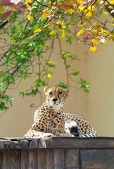 Tired cheetah resting