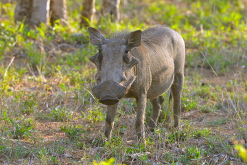 phacochère, Afrique