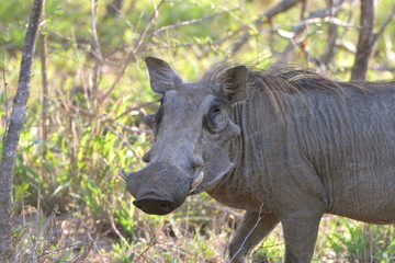 phacochère, Afrique