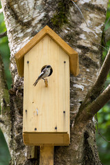 Bird on nest box
