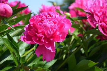 Beautiful pink peony 