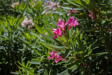 Nerium flower, Cyprus