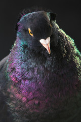  black pigeon