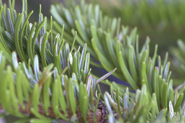 Christmas Tree Macro