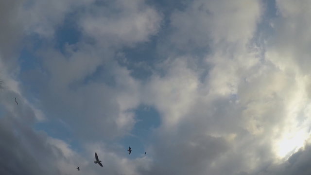 Seagulls and pigeons flying overhead. Time lapse.
