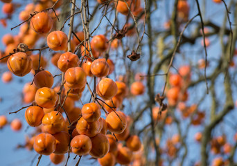 Branches of Persimmon tree (Diospyros kaki) full of fruit