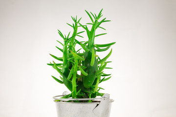  Succulent in a metal pot