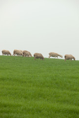 Obraz premium Sheep grazing on a green meadow