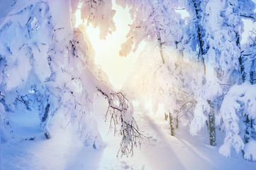 Snow-covered trees in winter forest at sunset
