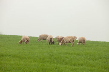 Naklejka na ściany i meble Sheep grazing on a green meadow