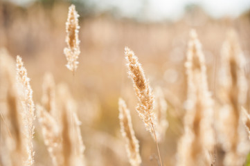 Forest meadow with wild grasses at sunset.