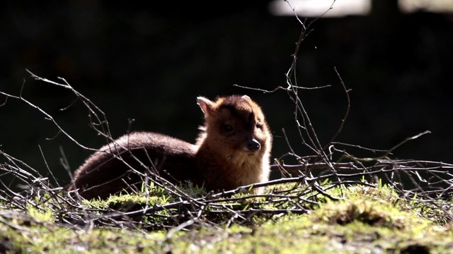 Young Juvenile Muntjac