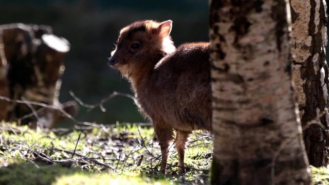 Young Juvenile Muntjac