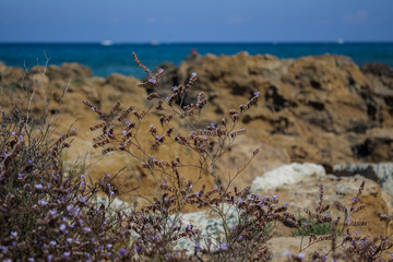 Mediterranean herbs on the seashore