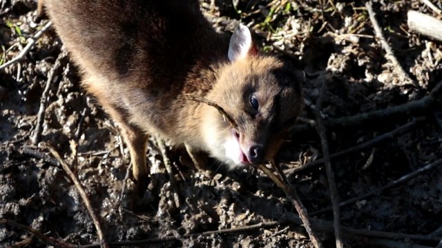 Muntjac