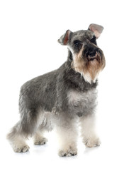 gray miniature schnauzer