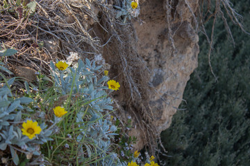 Yellow mediterranean flower