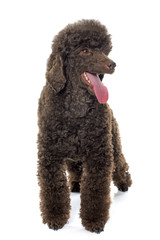 female brown poodle