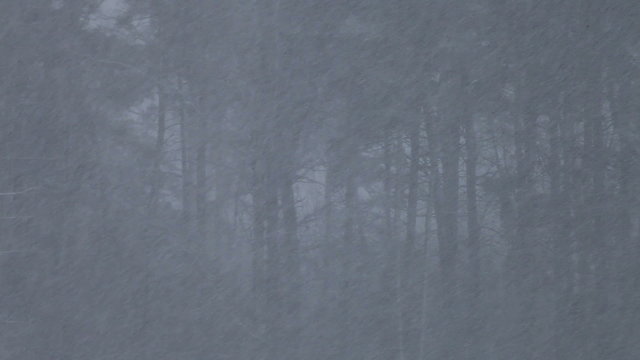 Snowstorm on a foreground of dark forest.