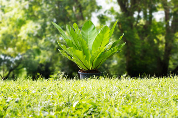 Green fern on grass in tropical nature summer background, Ecology concept