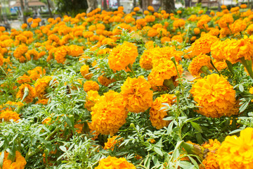 marigold garden