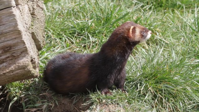 Polecat