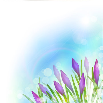 Spring Background with Violet Flowers.