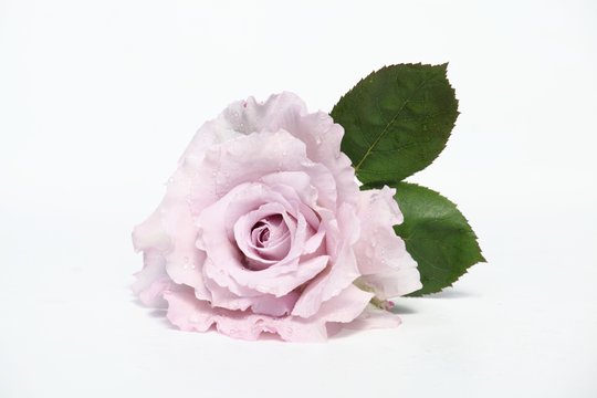 淡いピンクのバラ