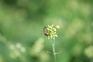 La abeja busca su alimento.