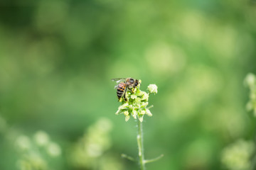 La abeja se dispone a alimentarse.