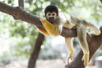 Fauler Affe auf Baum