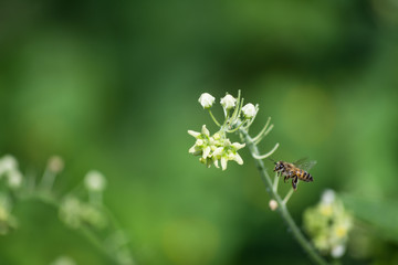 La abeja vuela hacia la flor.