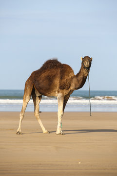 Le Maroc