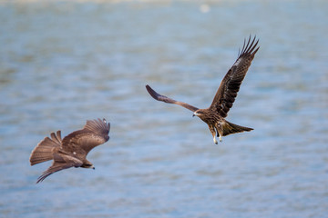 Two Black Kite  (Milvus migrans)  flying