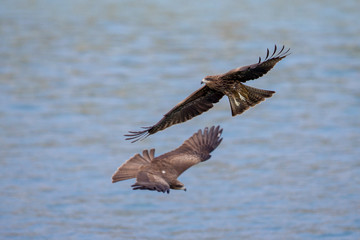 Two Black Kite  (Milvus migrans)  flying