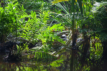 Wild tropical forest landscape with green plants