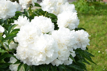Many white peony flowers in the garden 