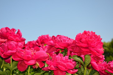 Many pink peony flowers 