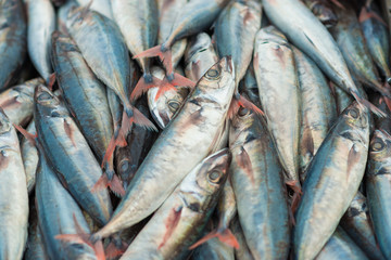 Fresh sea fish on display