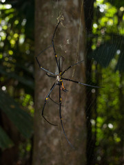 Cape Tribulation, Queensland Australia, 06/10/2013, Golden Orb spider arachnid , hanging in a web in a tropical forest, cape tribulation.