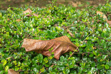 dry leaf on fresh tree