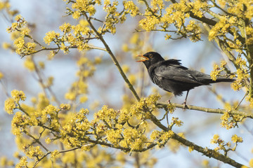 Blackbird (turdus merula) singing in a tree