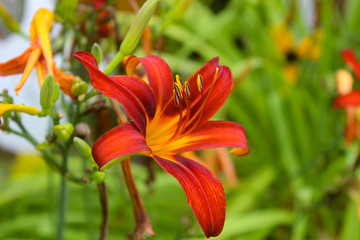 Fototapeta premium Wunderschöne rote Lilie im Frühling