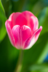 Fototapeta premium Pink tulip
