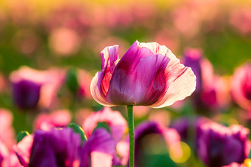 Purple poppy bud