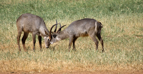 Naklejka na ściany i meble Impalas in Tsavo East National Park